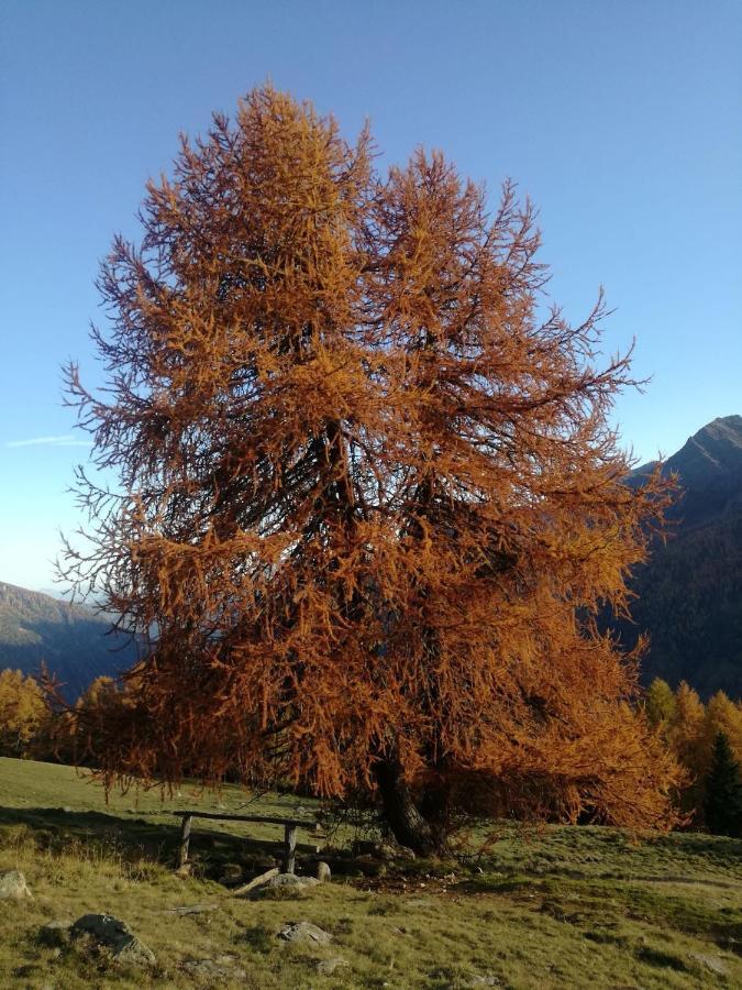 Apartament Angeli Dolomiti House Croviana Zewnętrze zdjęcie